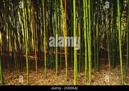 Foresta di bambù. Carta da parati con bambù verde e marrone che cresce in natura. Verde boschetto di bambù Foto Stock