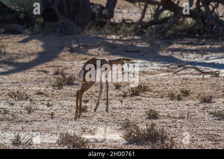 Baby Springbok salto e corsa nel parco di Kgalagari transfontier, Sudafrica ; specie Antidorcas marsupialis famiglia di Bovidae Foto Stock