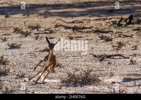 Baby Springbok salto e corsa nel parco di Kgalagari transfontier, Sudafrica ; specie Antidorcas marsupialis famiglia di Bovidae Foto Stock