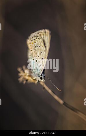 Un'inquadratura superficiale verticale di una farfalla Lepidoptera europea su un gambo di fiore Foto Stock