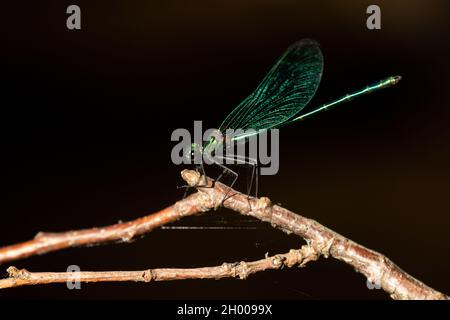 Una colorata libellula bella demoiselle, Calopteryx virgo riposando su un ramo durante una serata di sole Foto Stock