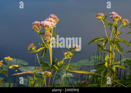 Splendidi fiori di rosa di una canapa-agrimonia, Eupiatorium cannabinum su una riva del fiume in Estonia, Nord Europa. Foto Stock