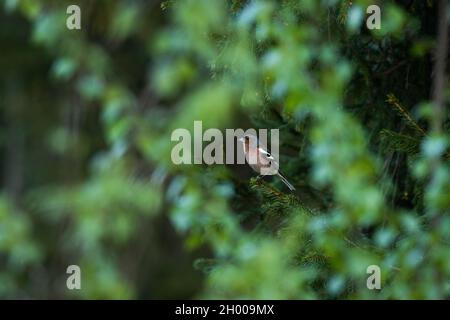 Adulto maschio Chaffinch comune, Fringilla coelebs arroccato in una serata di primavera nella foresta boreale estone. Foto Stock