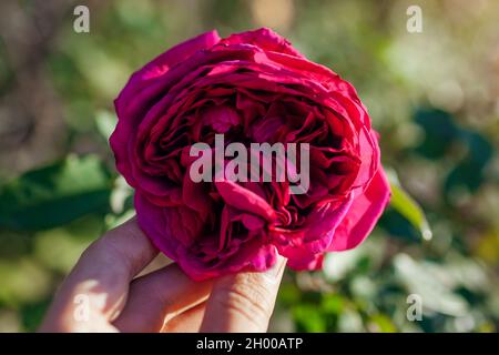 Rosa magenta William Shakespeare fiore nel giardino estivo. Inglese Austin selezione rose fiori in fiore Foto Stock