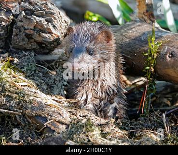 Ritratto di un American Mink, Neovison Vison, caccia alla trota in un inceppamento di log in Oregon centrale. Foto Stock