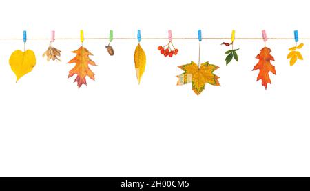 Bandiera autunnale fatta di foglie autunnali pigmentate e bacche pinned su una linea isolata su sfondo bianco. Foto Stock