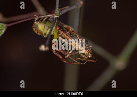 Ragno di granchio femminile adulto della famiglia Thomisidae che predica su una pianta adulta senza scrupoli Bug della sottofamiglia Rhopalinae Foto Stock