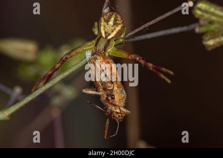 Ragno di granchio femminile adulto della famiglia Thomisidae che predica su una pianta adulta senza scrupoli Bug della sottofamiglia Rhopalinae Foto Stock
