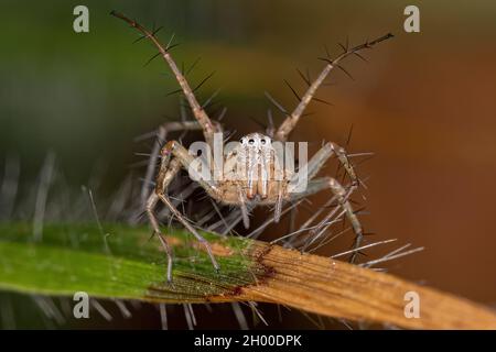 Femmina a strisce Lynx Spider del genere Oxyopes Foto Stock