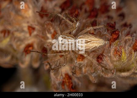 Striped Lynx Spider del genere Oxyopes Foto Stock