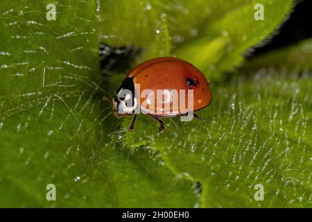 Adulto macchiato Beetle della specie Cycloneda sanguinea Foto Stock