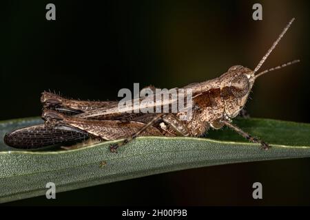 Grasshopper adulta con facciata in ardesia del genere Orphulella Foto Stock