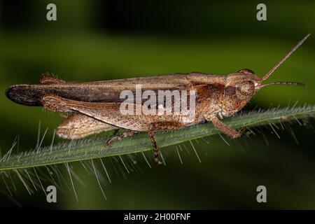 Grasshopper adulta con facciata in ardesia del genere Orphulella Foto Stock