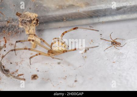 Ragni della specie Latrodectus geometricus, femmine e maschi bruni Foto Stock