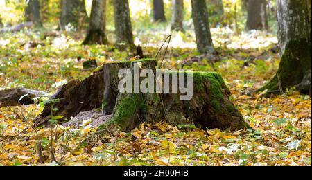 Un vecchio moncone coperto di muschio nella foresta d'autunno Foto Stock