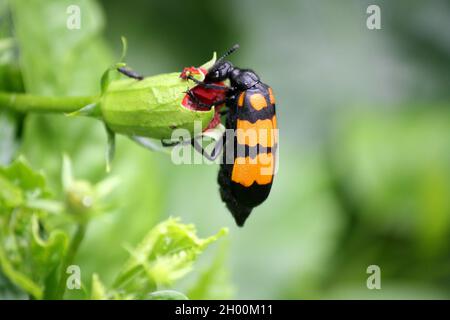 Grosso scarabeo di Blister a bande gialle (Mylabris phalerata) che alimenta la pianta di ibisco Foto Stock