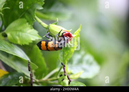 Grosso scarabeo di Blister a bande gialle (Mylabris phalerata) che alimenta la pianta di ibisco Foto Stock