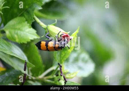 Grosso scarabeo di Blister a bande gialle (Mylabris phalerata) che alimenta la pianta di ibisco Foto Stock