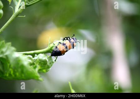 Grosso scarabeo di Blister a bande gialle (Mylabris phalerata) che alimenta la pianta di ibisco Foto Stock