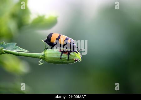 Grosso scarabeo di Blister a bande gialle (Mylabris phalerata) che alimenta la pianta di ibisco Foto Stock