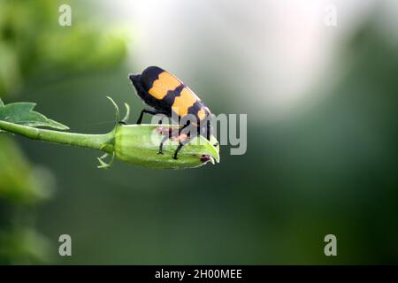 Grosso scarabeo di Blister a bande gialle (Mylabris phalerata) che alimenta la pianta di ibisco Foto Stock