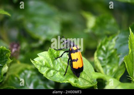 Grosso scarabeo di Blister a bande gialle (Mylabris phalerata) che alimenta la pianta di ibisco Foto Stock