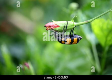 Grosso scarabeo di Blister a bande gialle (Mylabris phalerata) che alimenta la pianta di ibisco Foto Stock