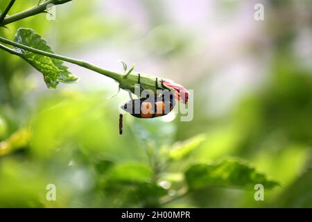 Grosso scarabeo di Blister a bande gialle (Mylabris phalerata) che alimenta la pianta di ibisco Foto Stock