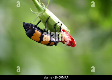 Grosso scarabeo di Blister a bande gialle (Mylabris phalerata) che alimenta la pianta di ibisco Foto Stock