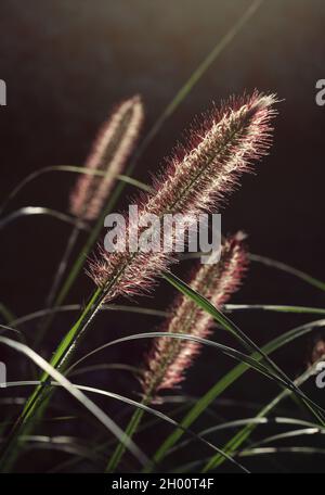 Le belle cialde floreali a spazzola di Pennisetum alopecuroides, retroilluminate dal sole del mattino. Noto anche come Fountain Grass, foxtail erba o. Foto Stock