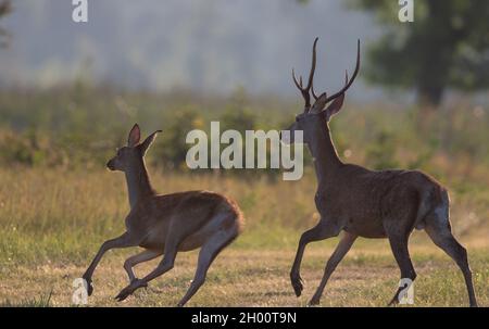 Giovane cervi rossi e scorza che corre sul prato in estate. Fauna selvatica in habitat naturale Foto Stock