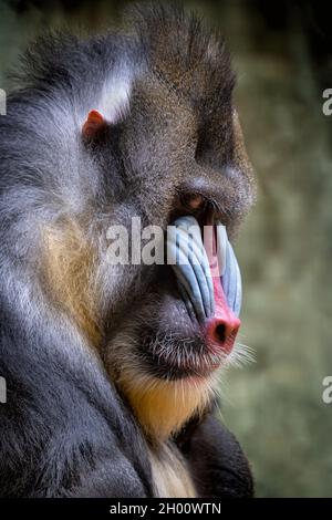 Il ritratto di mandrillo (mandrillo sfinge), la scimmia del Vecchio mondo, un primate della famiglia: Cercopithecidae, regione: Camerun sudoccidentale, Gabo occidentale Foto Stock