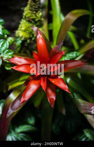 Bromeliia Bromeliad fiore in fiore, pianta in famiglia: Bromeliaceae, sottofamiglia: Bromelioideae. Foto Stock