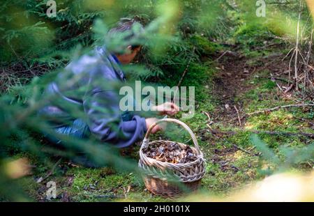 raccolta di funghi nella foresta i svezia Foto Stock