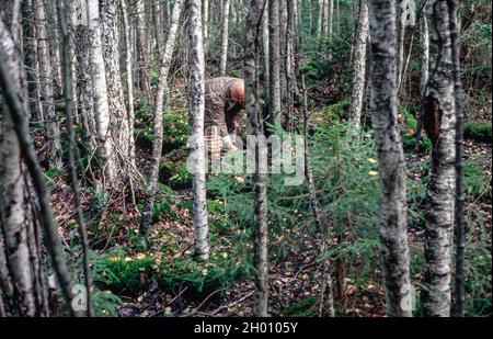 raccolta di funghi nella foresta i svezia Foto Stock