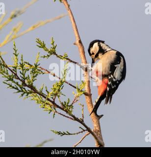 Great Spotted Woodpecker, Dendrcopos Major, picchiato Woodpecker arroccato in un albero sopra un Giardino britannico Foto Stock