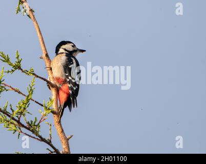 Great Spotted Woodpecker, Dendrcopos Major, picchiato Woodpecker arroccato in un albero sopra un Giardino britannico Foto Stock