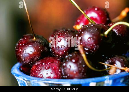 Fantastiche ciliegie mature con gocce d'acqua in ciotola blu Foto Stock