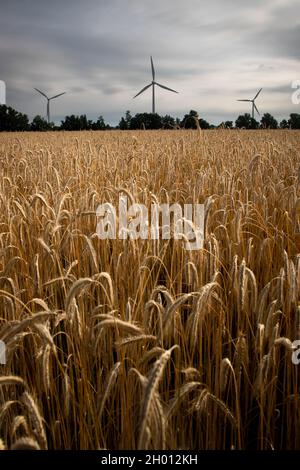 Campo di grano maturo con turbine eoliche e cielo drammatico sullo sfondo Foto Stock