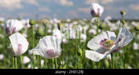 Particolare di papavero fiorito o papavero di oppio in latino papaver somniferum, campo di papavero, papavero di colore bianco è cresciuto nella Repubblica Ceca Foto Stock