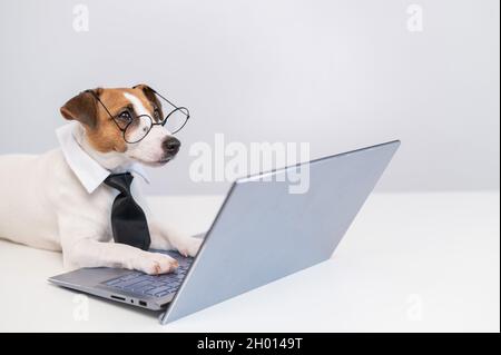 Smart cane jack russell terrier in una cravatta e occhiali si siede a un computer portatile su uno sfondo bianco. Foto Stock