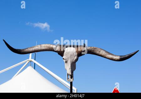 Cranio di Buffalo appeso su un palo Foto Stock