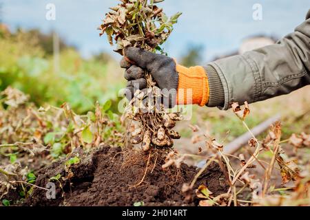 Coltivatore che raccoglie arachidi che scavano raccolto in caduta. Mazzo di tenuta del giardiniere. Raccolta autunnale. Agricoltura biologica e giardinaggio. Foto Stock