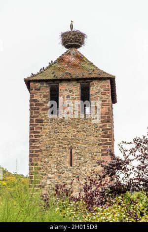 Cicogna e colombe sulla Kessler Tower a Kaysersberg, Francia Foto Stock