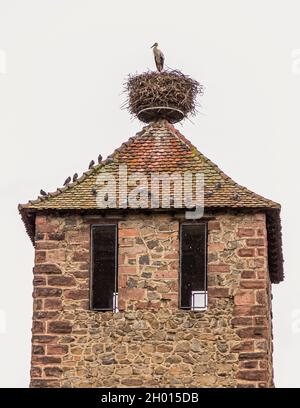 Cicogna e colombe sulla Kessler Tower a Kaysersberg, Francia Foto Stock