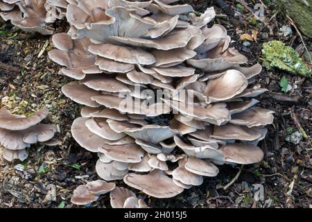 Il fungo commestibile Pleurotus ostreatus (fungo di ostrica) è diffuso in molte foreste temperate e subtropicali in tutto il mondo. Foto Stock