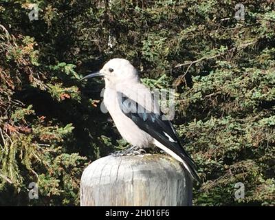 Un simpatico uccello nutcracker di Clark in piedi su legno in una foresta Foto Stock