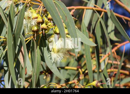 Le gemme e fiori su una pianta di mugga ironbark Foto Stock