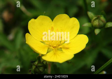 Il cinquefoil strisciante o il cinquefoil europeo o il tormentil strisciante (Potentilla reptans) fiore giallo close up Foto Stock