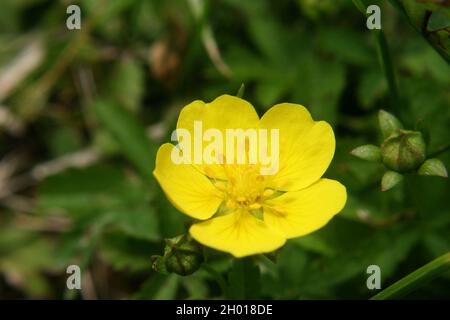 Il cinquefoil strisciante o il cinquefoil europeo o il tormentil strisciante (Potentilla reptans) fiore giallo close up Foto Stock